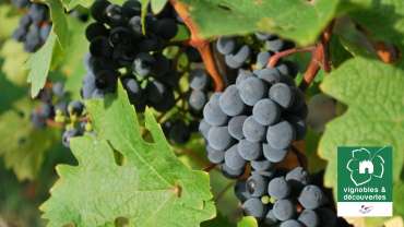 10 bonnes raisons d’acheter nos vins et de rencontrer nos vignerons